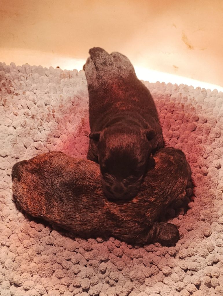 Chiot Scottish Terrier Des Terres D'Excalibur
